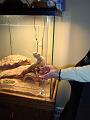 The iguana enjoys some wine